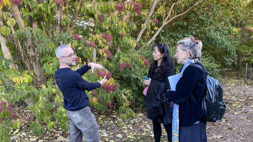 Michael Dorsmann and the seven-son flower (Heptacodium miconioides) from China in the Arboretum’s Explorers Garden