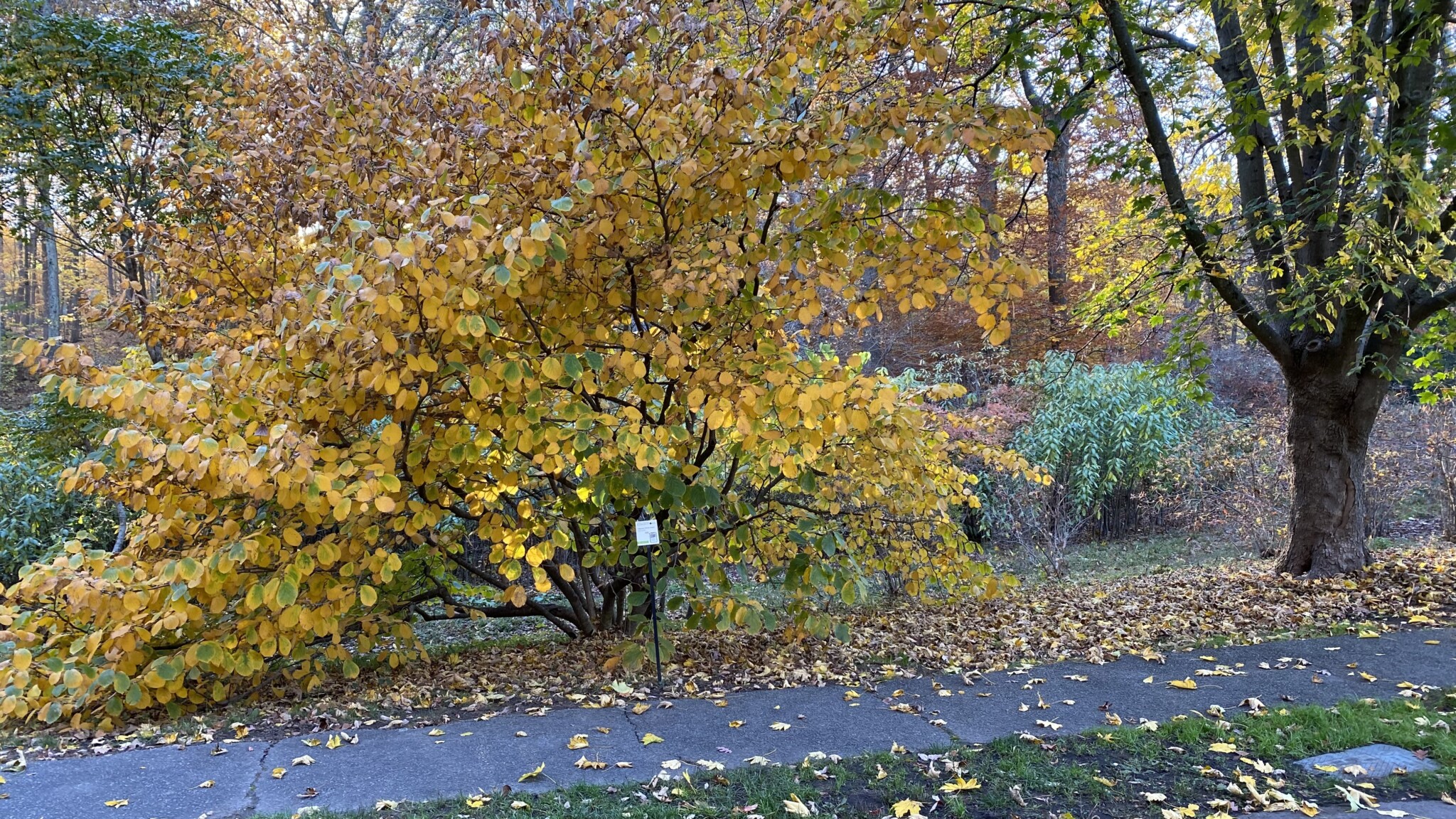 How a Tree Can Save U.S.-China Relations - Harvard China Fund
