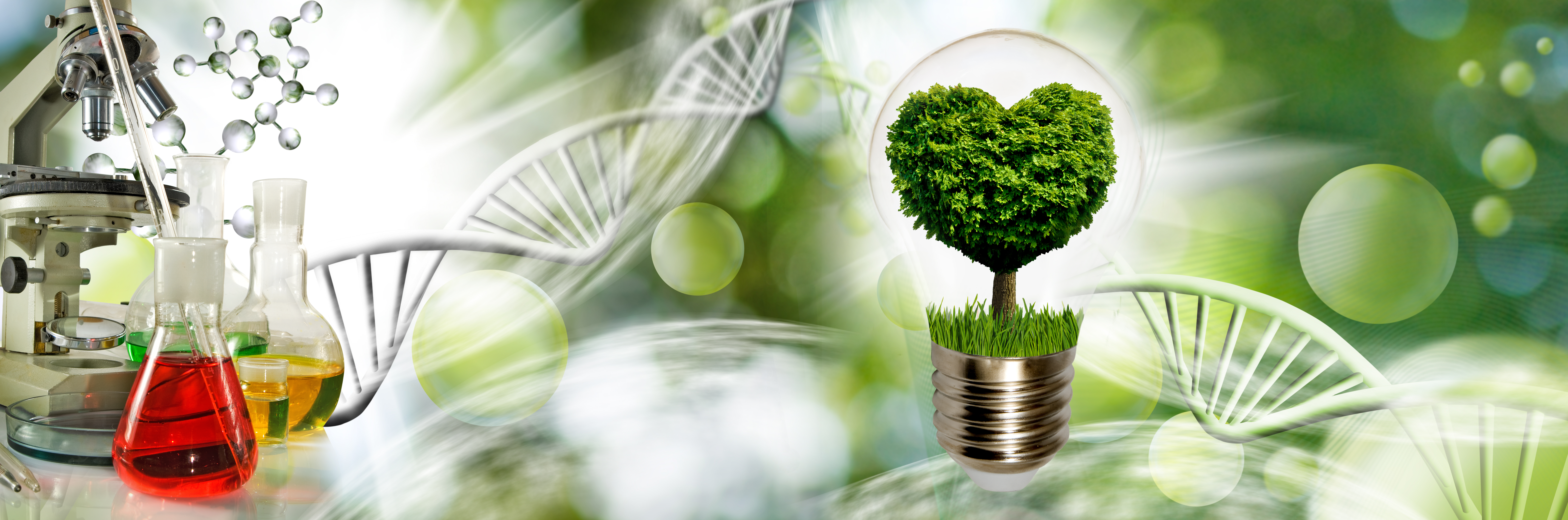 Image with a light bulb inside which a tree is symbolically placed, and the crown of the tree looking like a heart